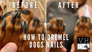 How To Dremel Your Dog's Nails - Slow Motion Close Ups