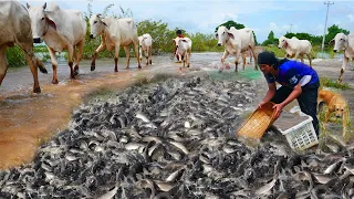 amazing fishing! catch a lots monster catfish in the road flooding by fishing tools