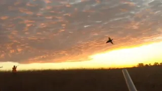 Pheasant Hunting with a German Shorthair