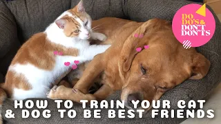 Training Your Cat and Dog to Be Best Friends | Do-do's & Don't-don'ts