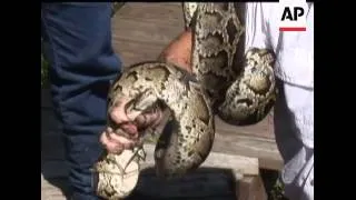 Florida officials are considering a ban on Burmese pythons after a pet snake killed a 2-year-old gir