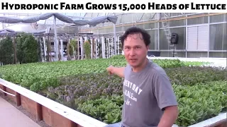 Amazing Hydroponic Greenhouse Farm Grows 15,000 Heads of Lettuce
