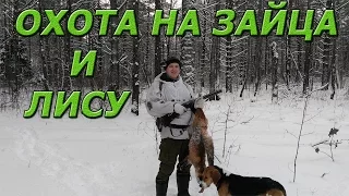 Охота на зайца и лису с гончими. Взяли лисичку. Заяц проскочил в метре от меня