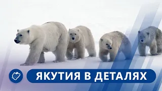 Якутия в деталях: Сохранение белых медведей