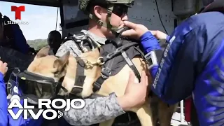 Entrenan perros como paracaidistas para ayudar en rescates