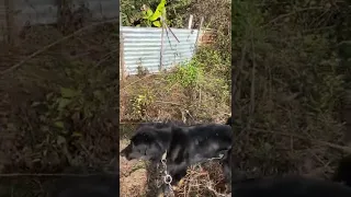 White dog is angry as black dog came to his area #animals #shorts #dog