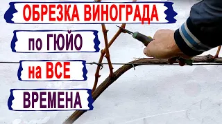 🍇 Начни ОБРЕЗАТЬ ВИНОГРАД ПО-НОВОМУ / ЗАБЫТОМУ СТАРОМУ ГЮЙО/. Формируем первый СУЧОК ЗАМЕЩЕНИЯ.