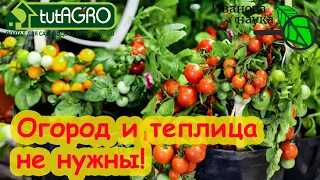 🔴РАЗБОР ПОЛЁТОВ №4. ОГОРОД НЕ НУЖЕН: Виктория Карелина против комнатных томатов.