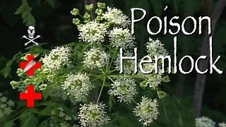 Poison Hemlock: Poison & Medicinal