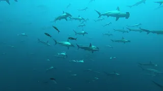 Schooling Hammerhead Sharks - Darwin's Arch, Galapagos Islands!!!