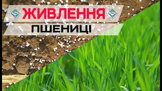 ЖИВЛЕННЯ ПШЕНИЦІ: ФОРМУЛИ ДОБРИВ - АгроПолігон Yara в ДП «Зернятко» / СуперАгроном