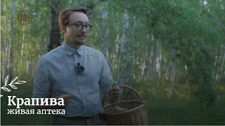 Крапива // Живая аптека