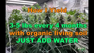 How to set up your grow room  to yield 3-5 pounds every 4 months with Organic Living Soil