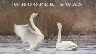 Bird sounds. Whooper swan singing and dancing in water