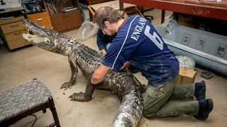 Alligator Saturn. Video from the State Darwin Museum (Moscow)