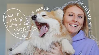 WHAT IT'S LIKE HAVING A CORGI // 4 things to know