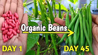 How To Grow Lots Of Organic Beans In Pot At Home (IN HINDI) French Beans Seed To Harvest