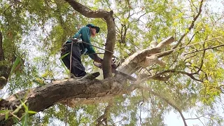 Cưa  cây  me  chua  siêu  to  ,Nghiêng  vào  nhà  .Cưa  cây  kỷ  thuật  cao