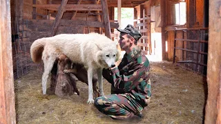 Волчица плакала как дитя, моля лесника забрать щенка. Ей оставалось совсем недолго