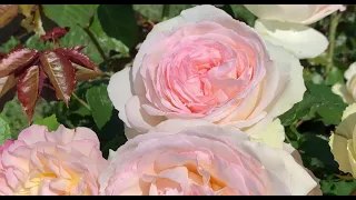 Любовь и нежность в розовом саду💞🌹🍃
