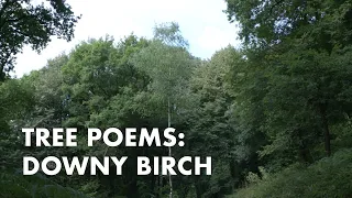 Tree Poems: Downy Birch