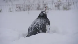 おたる水族館のお散歩（雪）Winter at Otaru Aquarium