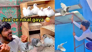 Itne sare bacche 😍 ( One pigeon baby bhag gaya 🥺)