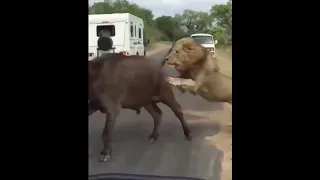 lion kills Buffalo 🐃