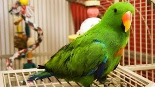 How to Clean a Birdcage | Pet Bird