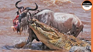 Harshest Crocodile Attacks On Wildebeests