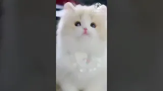 Cute Cat 💖 🐈 #trending #viral #trend #shortsvideo #youtubeshorts