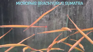 Microphis brachyurus SUMATRA