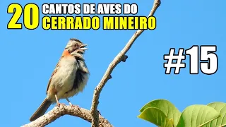 #15 - 20 CANTOS DE AVES DO CERRADO. #birdsound #birds #aves #cantodeaves#cerradomineiro