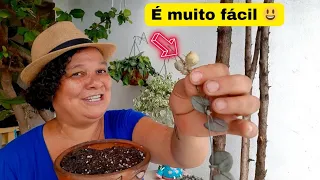 Coração Emaranhado, cuidados simples pra ter sucesso, suculenta pendente chegou no novo jardim