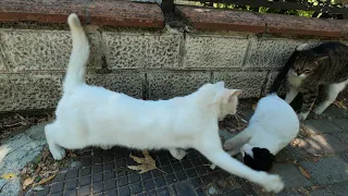 Mother Cat Attacks Her Own 2 Kittens for No Reason.