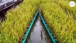 Cách người Trung quốc trồng lúa trên sông Mekong #nongnghiep #tronglua