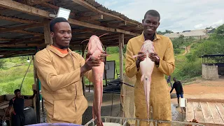 How to produce 1 ton of catfish from 1,000pcs juveniles