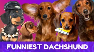 Try Not To Laugh! Funniest Dachshund Moments of 2020 #3