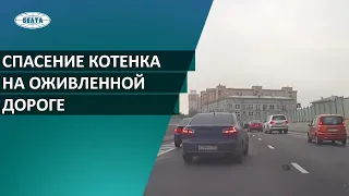 Котенка спасли на оживленной дороге