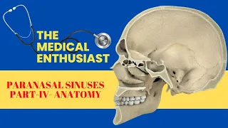 Paranasal Sinuses - Sphenoidal Sinuses -Anatomy
