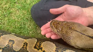 15ft Reticulated Python very interested in my hand