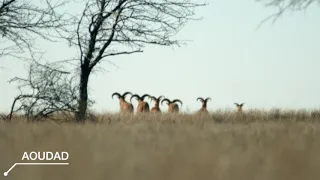 Aoudad Hunting North Texas