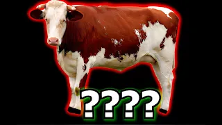 19 Cow "Moo" Sound Variations in 29 Seconds