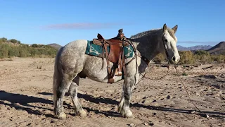 "Dozer" 7 yr old draft cross gelding