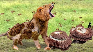 Stupid Lion Almost Dies When Burned With Powerful Venom by Angry Bees -African Bee Protects the Hive