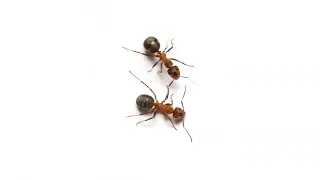 ANT ON THE WHITE BACKGROUND