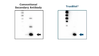 TrueBlot® Antibodies - Tutorial for IP / Western Blot