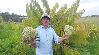 Picking Atemoya fruits in California