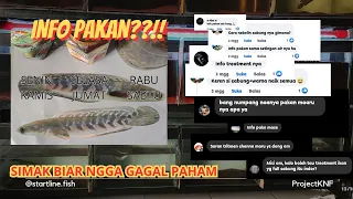 PAKAN UNTUK BUNGA MARU, APA IYA?? | Treatment Bunga Channa Maru