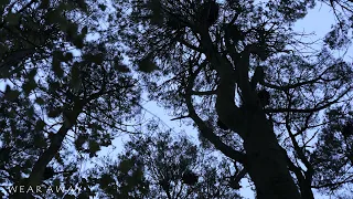 THE KILFRAGGAN FOREST CHOIR (FULL ALBUM PREMIERE)